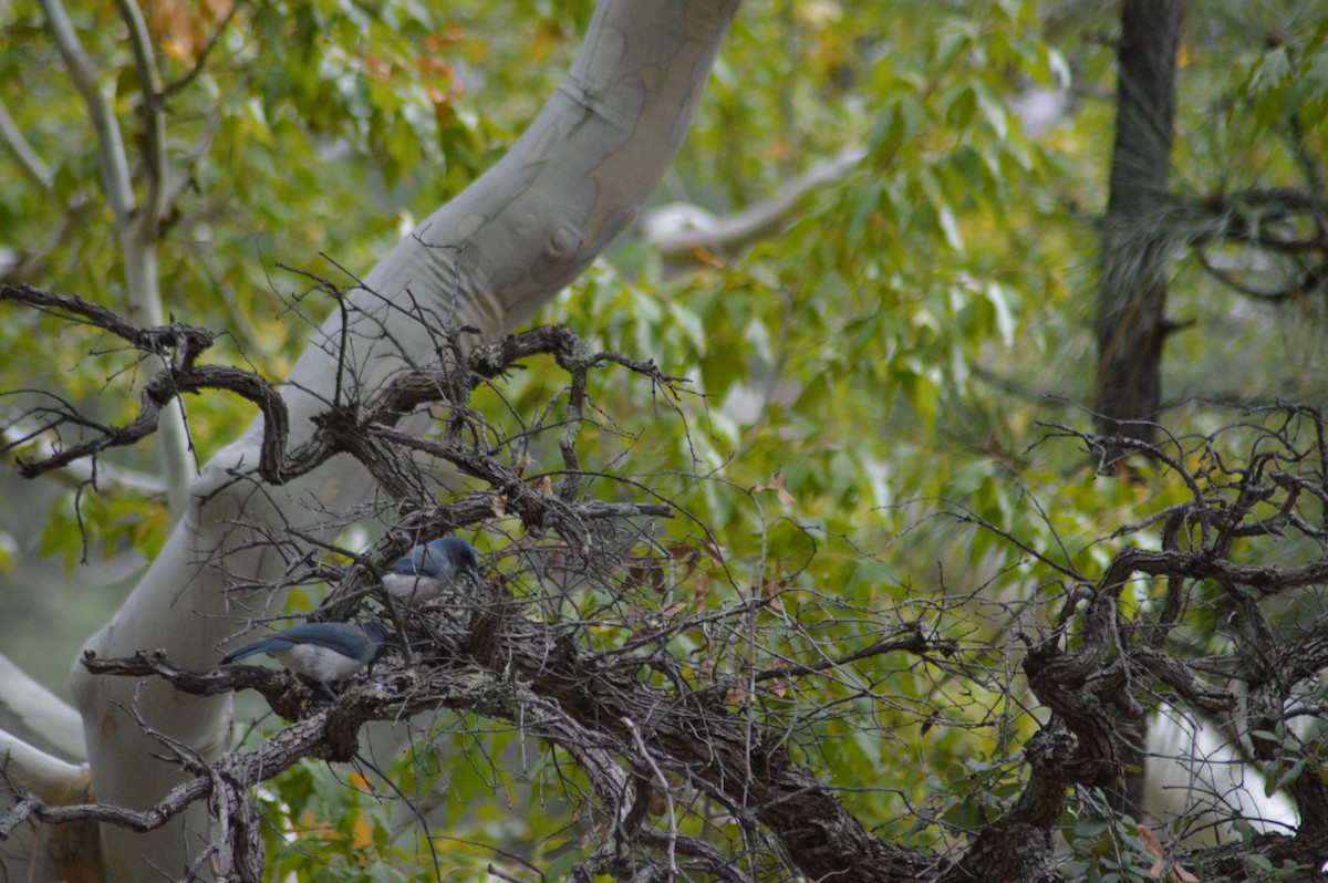 Mexican Jay - ML614921937