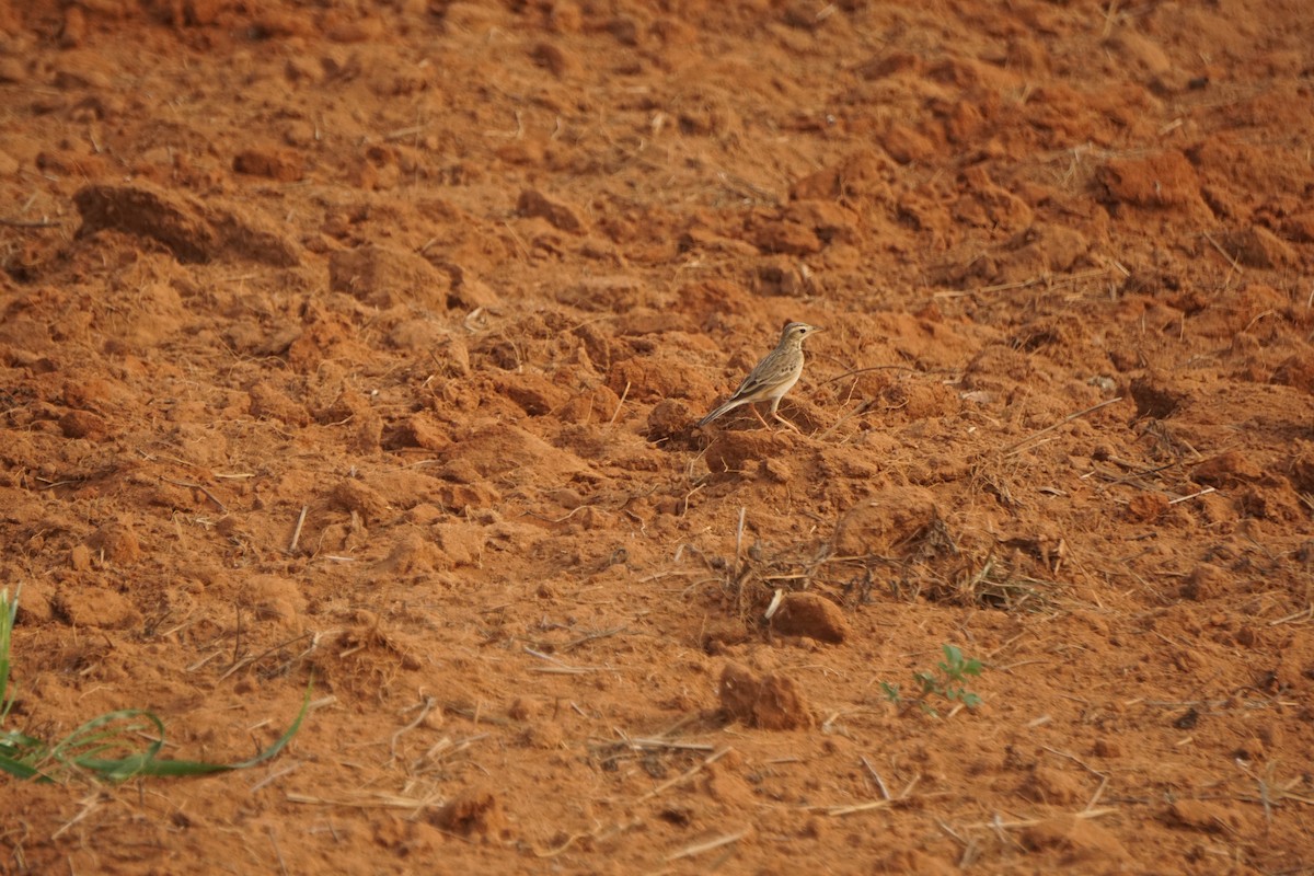 Oriental Skylark - ML614921940