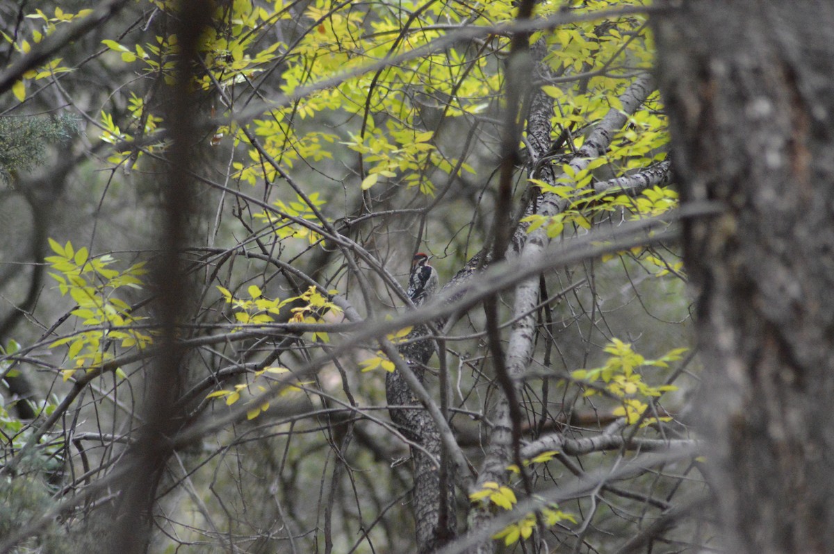 Red-naped Sapsucker - ML614921941