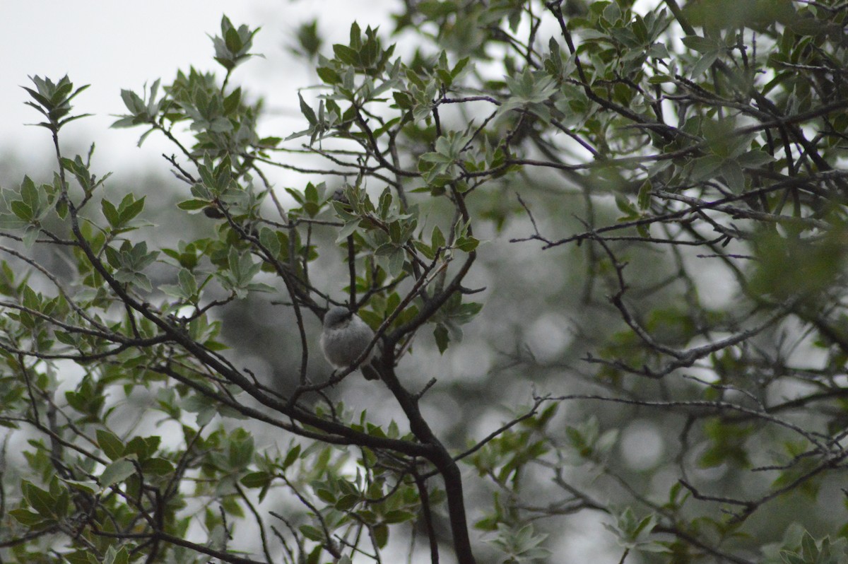 Bushtit - ML614921945