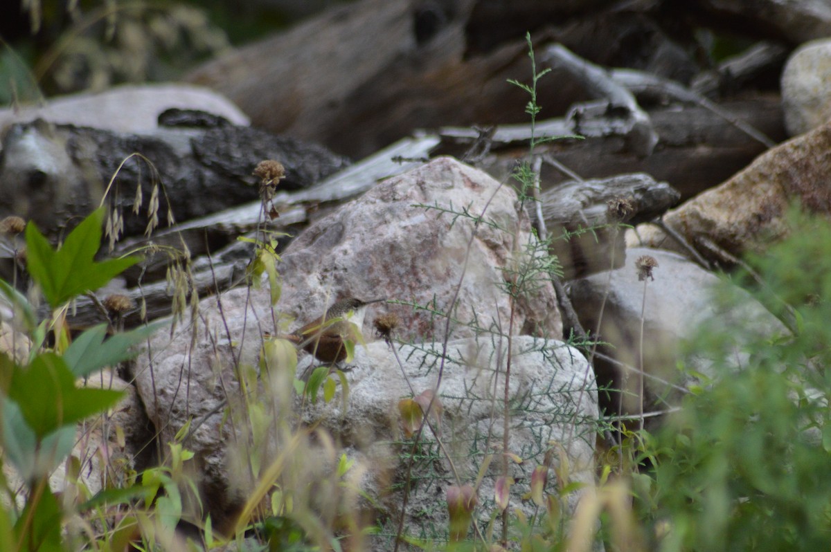 Canyon Wren - ML614921949