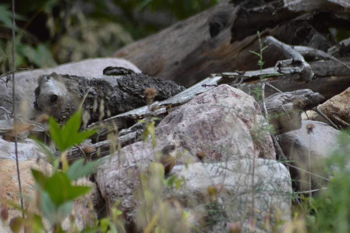 Canyon Wren - ML614921950