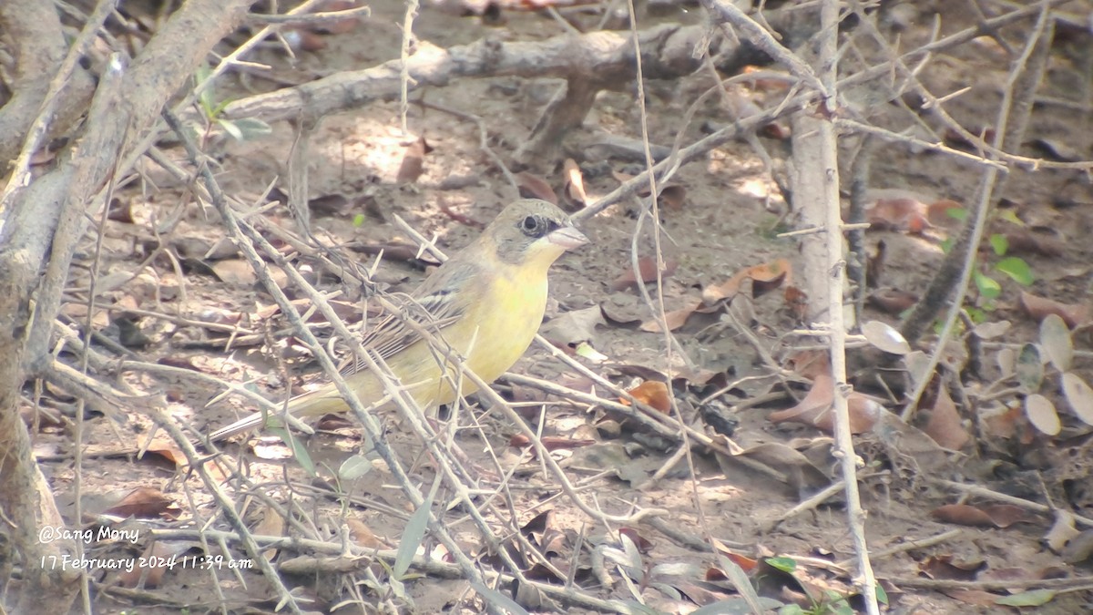 Black-headed Bunting - Mony Sang (SVC)