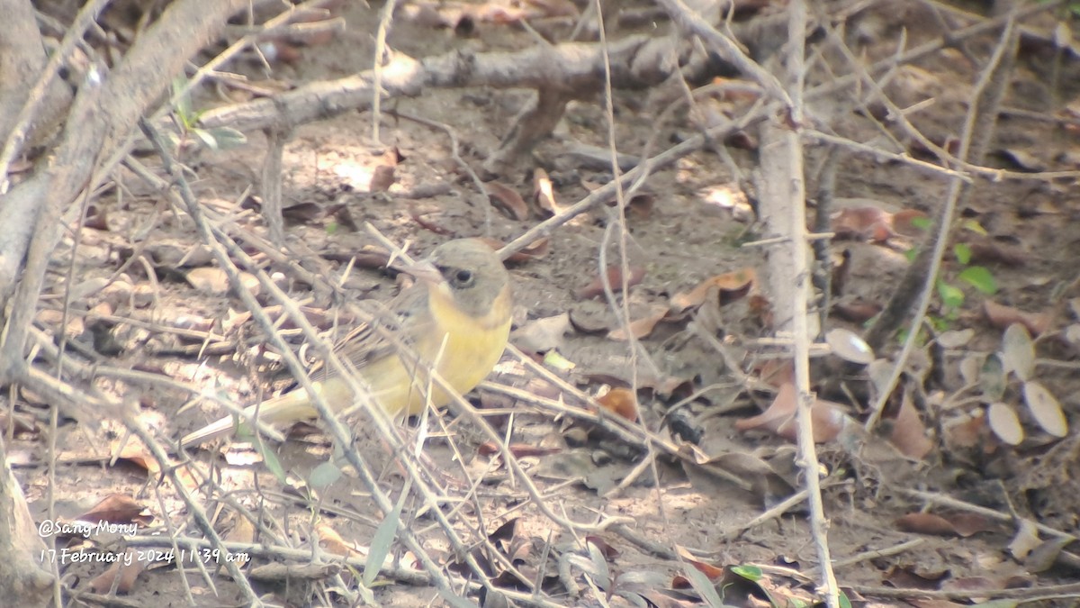 Black-headed Bunting - Mony Sang (SVC)