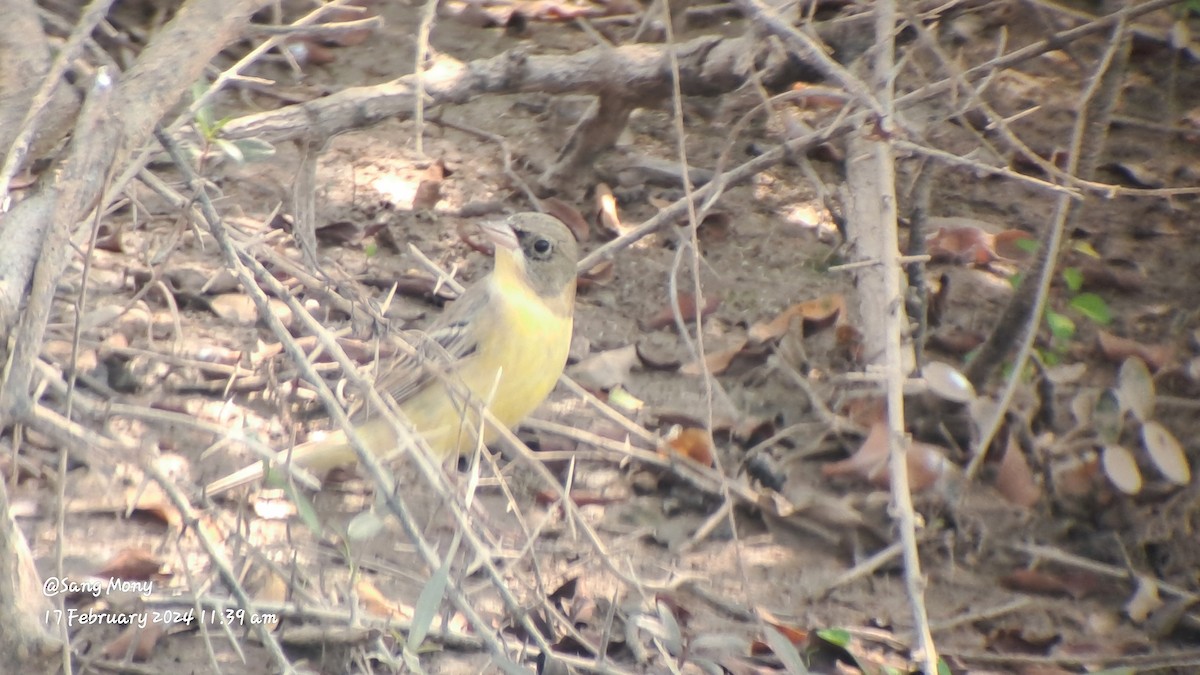 Black-headed Bunting - ML614921966