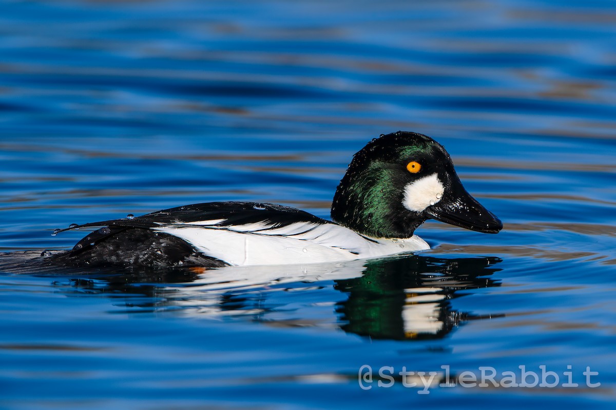 Common Goldeneye - ML614921982