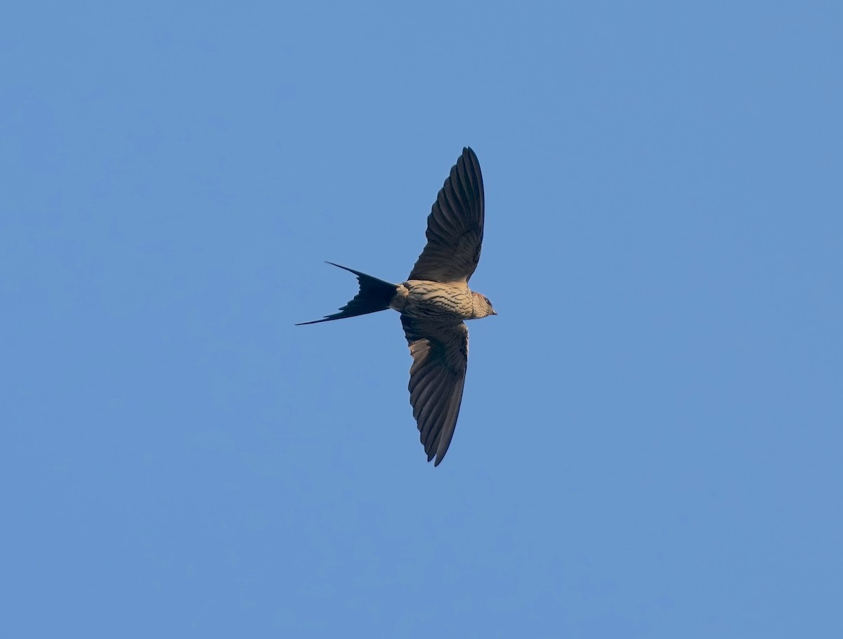 Striated Swallow - ML614921998
