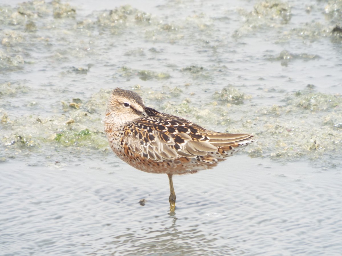 Long-billed Dowitcher - ML614922109
