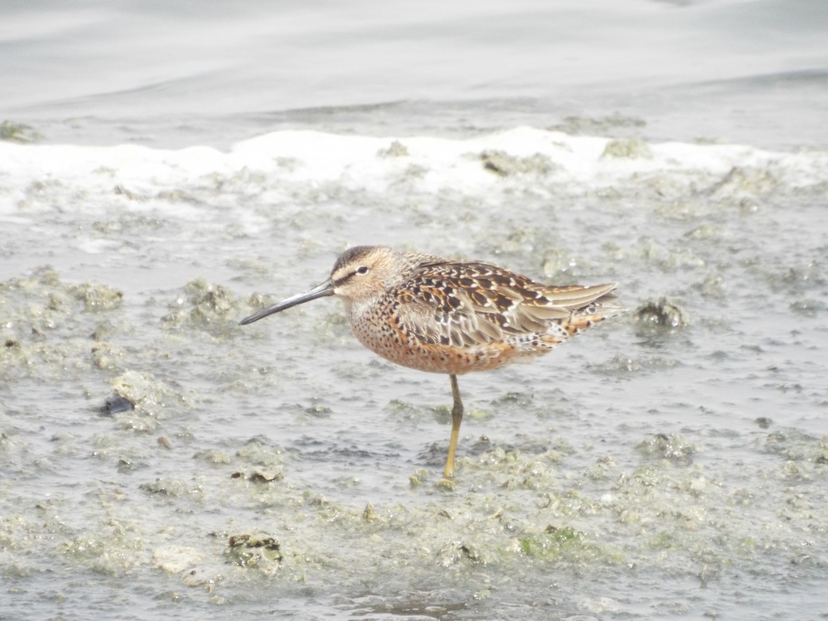 Long-billed Dowitcher - ML614922110