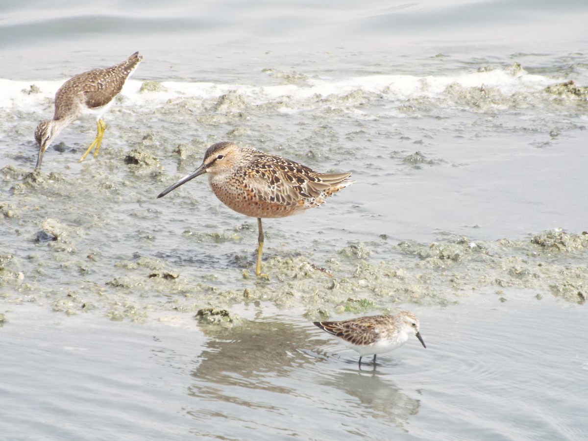 Long-billed Dowitcher - ML614922111