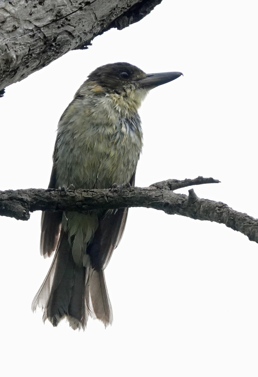 Gray Butcherbird - ML614922117