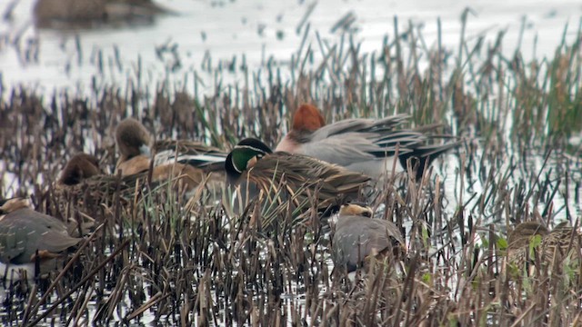 Baikal Teal - ML614922121