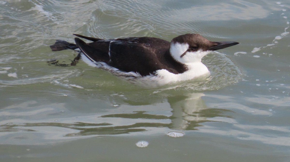 Common Murre - ML614922141