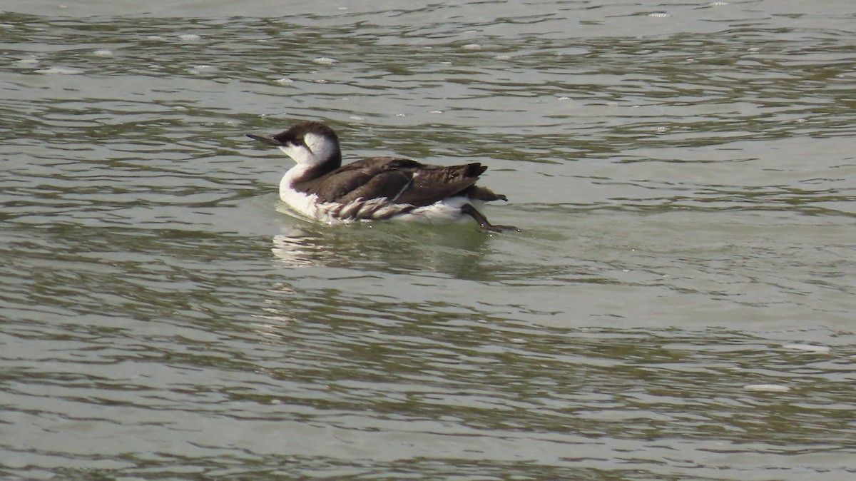 Common Murre - ML614922151