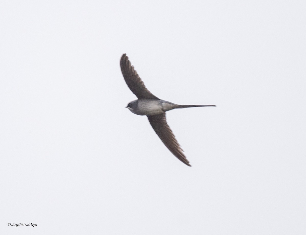 Asian Palm Swift - ML614922152