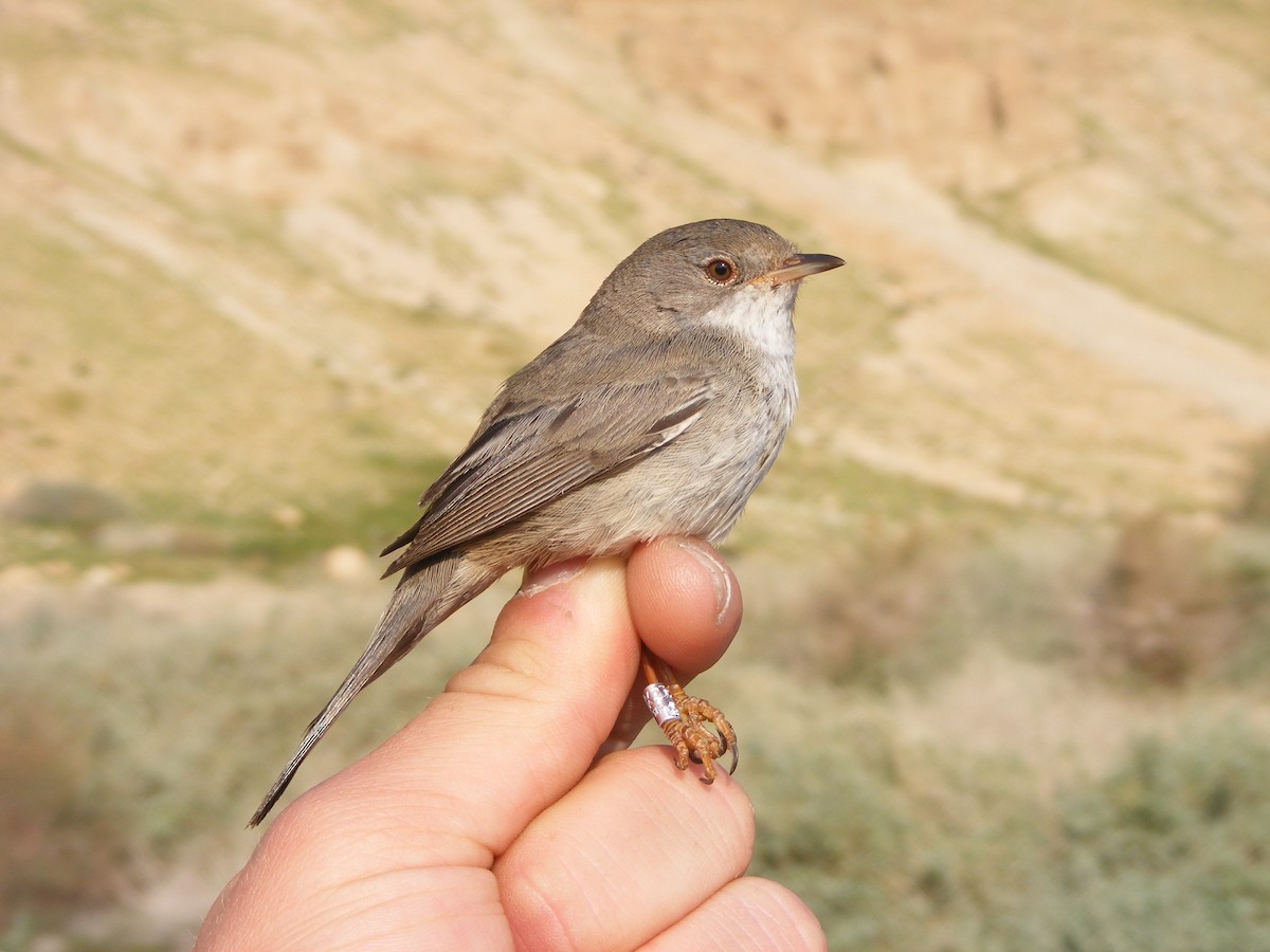 Cyprus Warbler - ML614922180