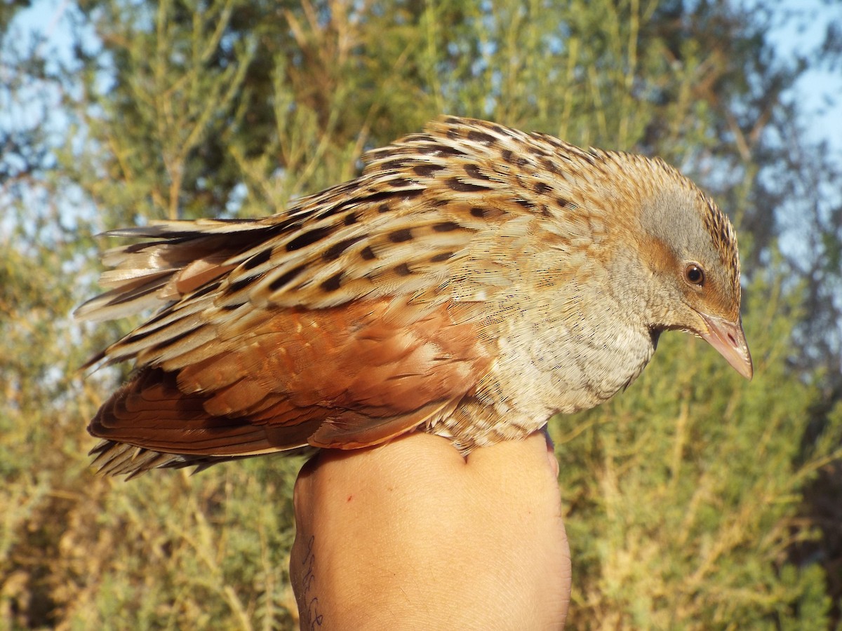 Corn Crake - ML614922188