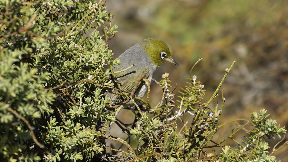 Zostérops à dos gris - ML614922189