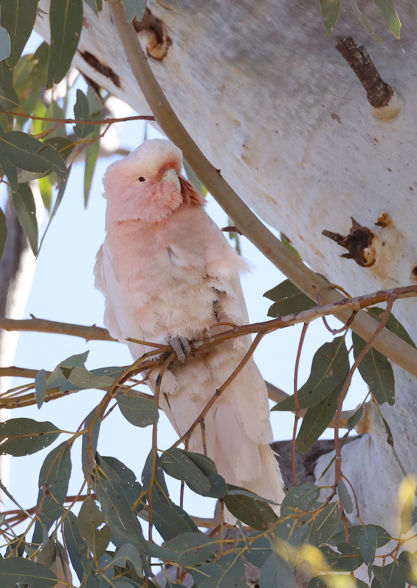 Pink Cockatoo - Luke sbeghen