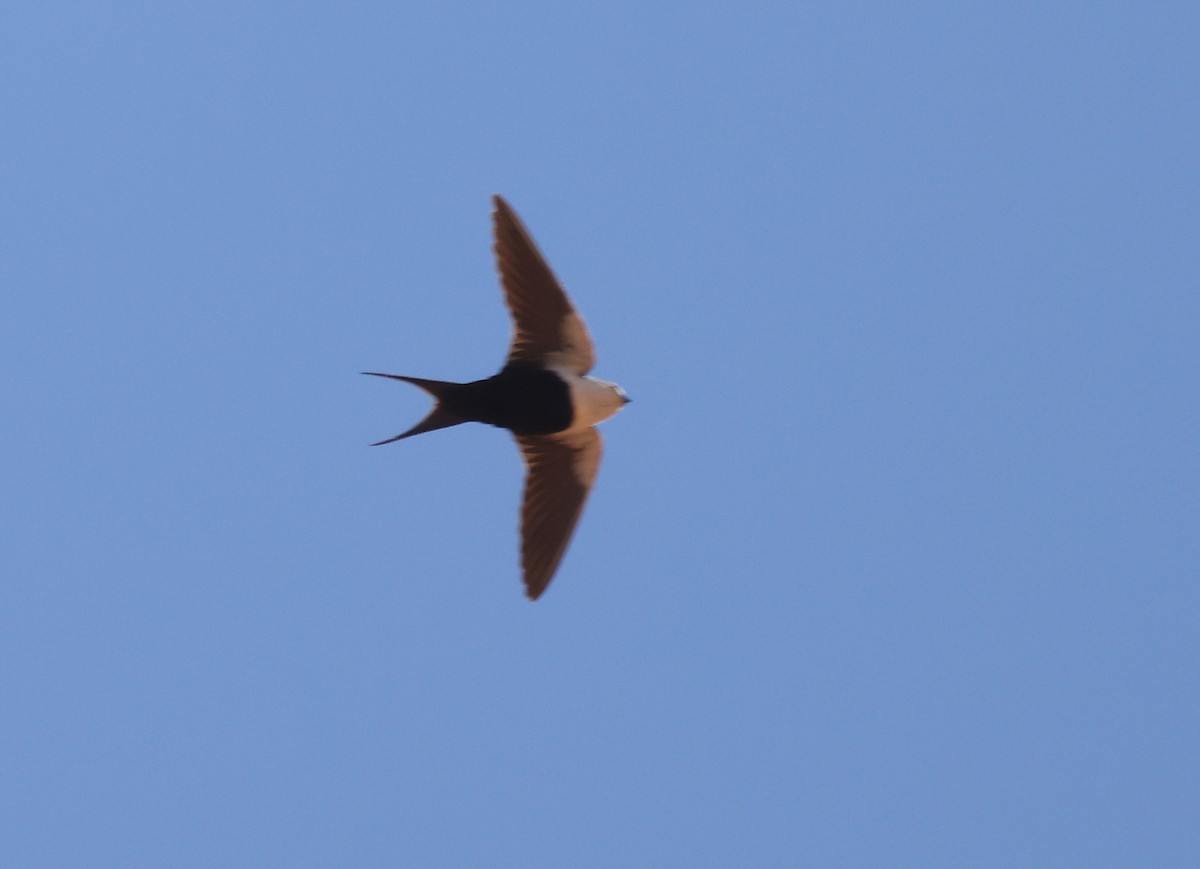 White-backed Swallow - ML614922217