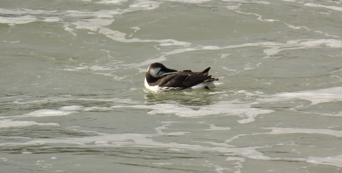 Guillemot marmette - ML614922223