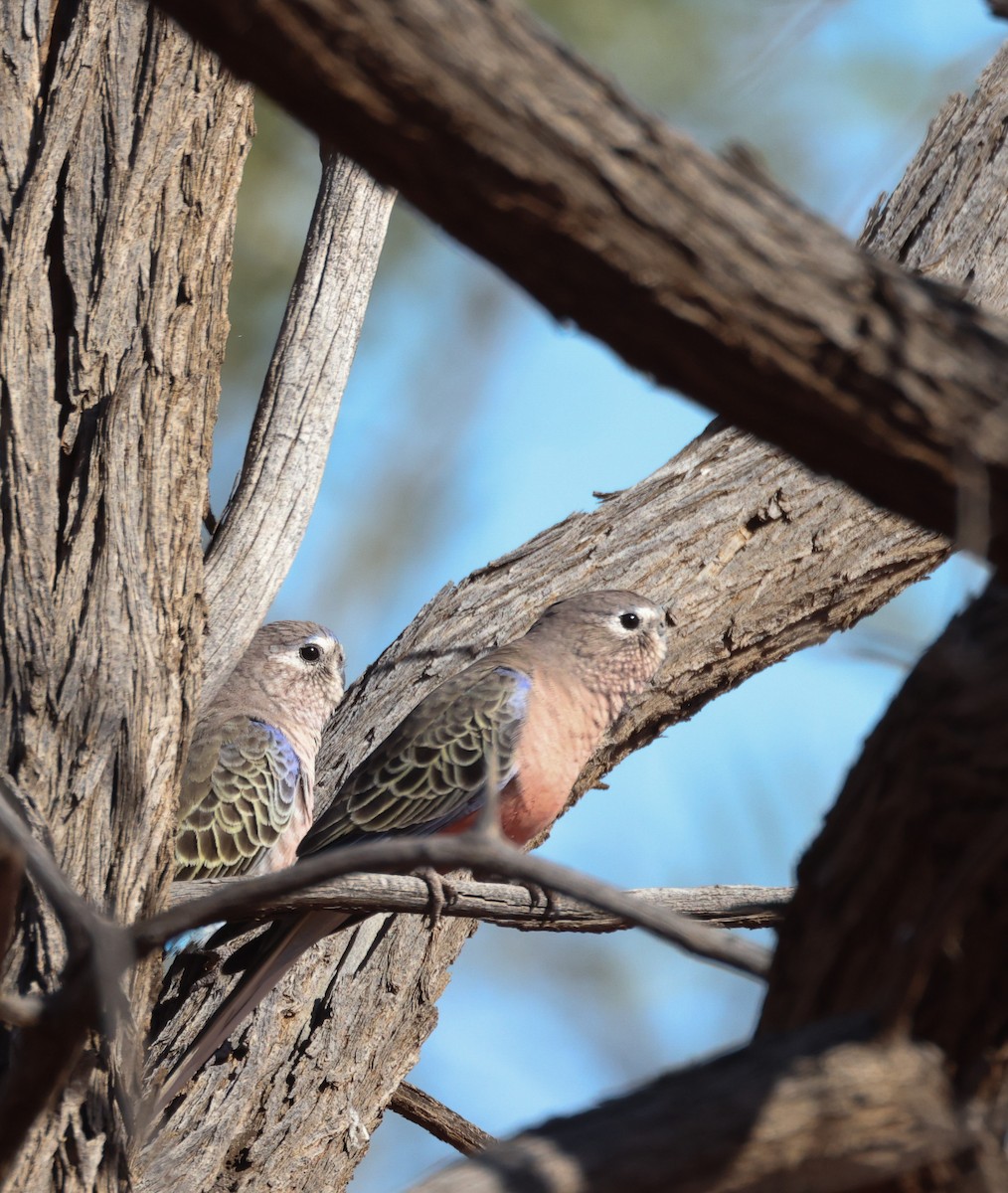 Bourke's Parrot - Luke sbeghen