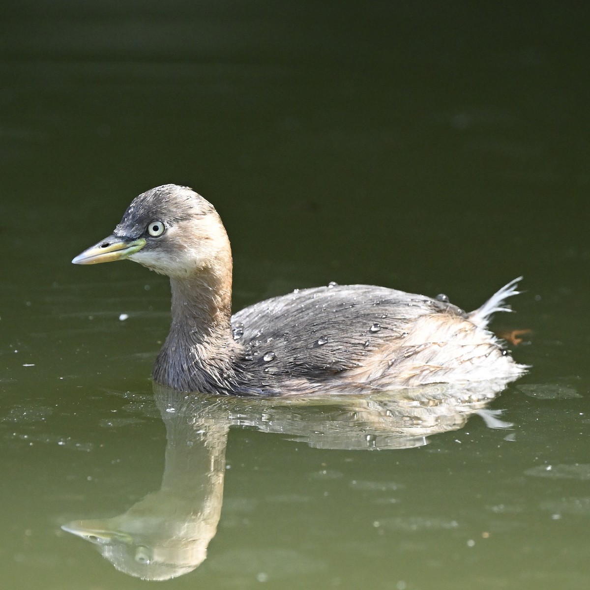 Little Grebe - ML614922282