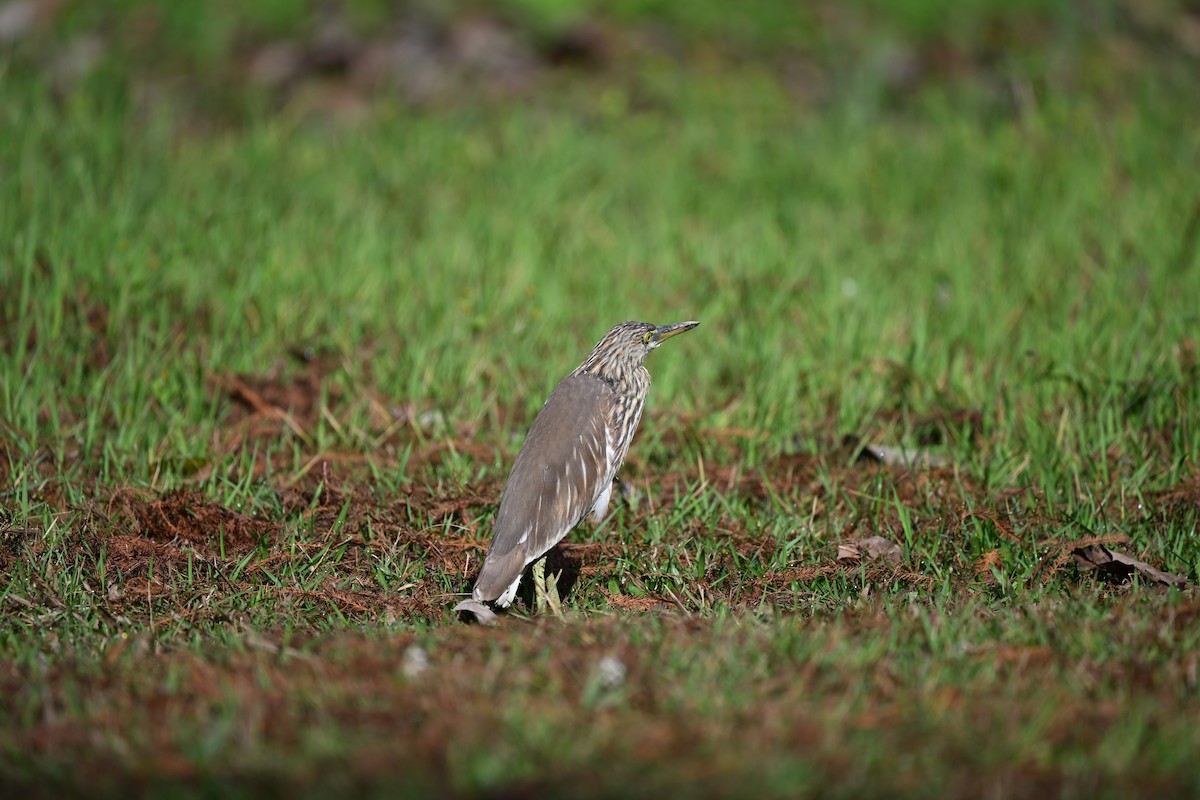 Chinese Pond-Heron - ML614922284