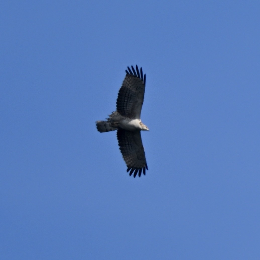 Oriental Honey-buzzard - ML614922288