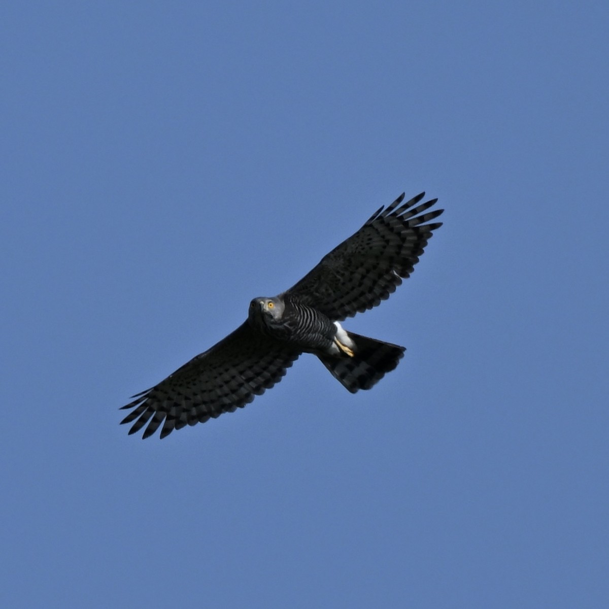 Crested Goshawk - ML614922290