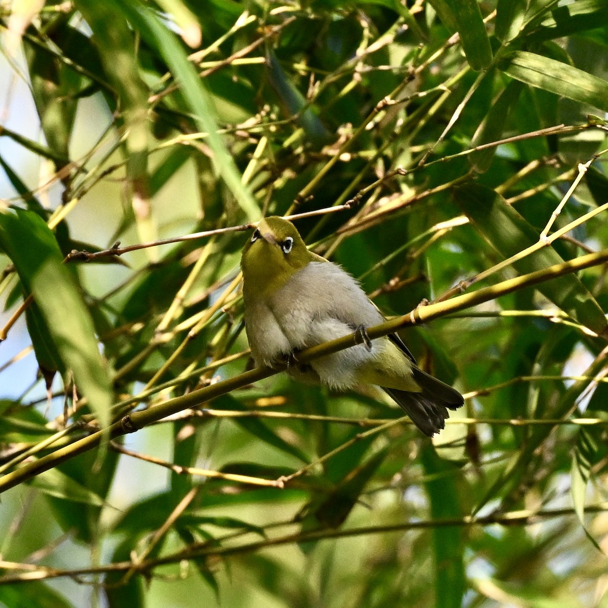 Swinhoe's White-eye - ML614922300