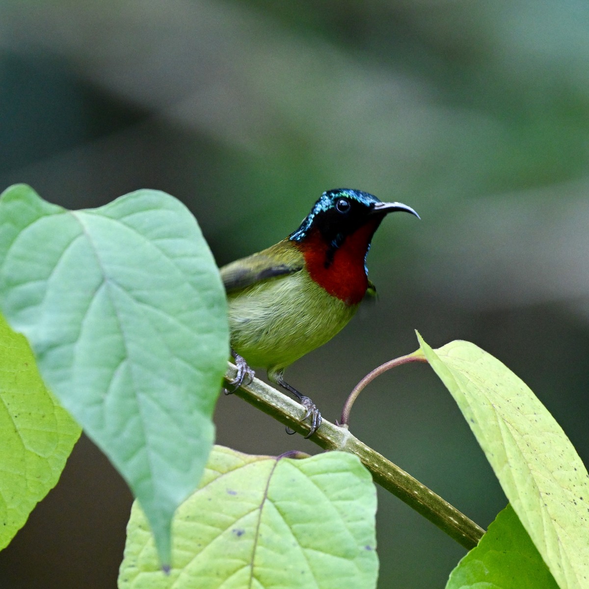 Fork-tailed Sunbird - ML614922306