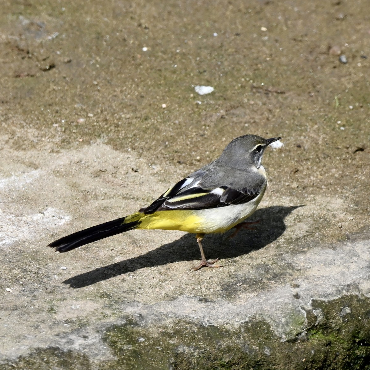 Gray Wagtail - ML614922310