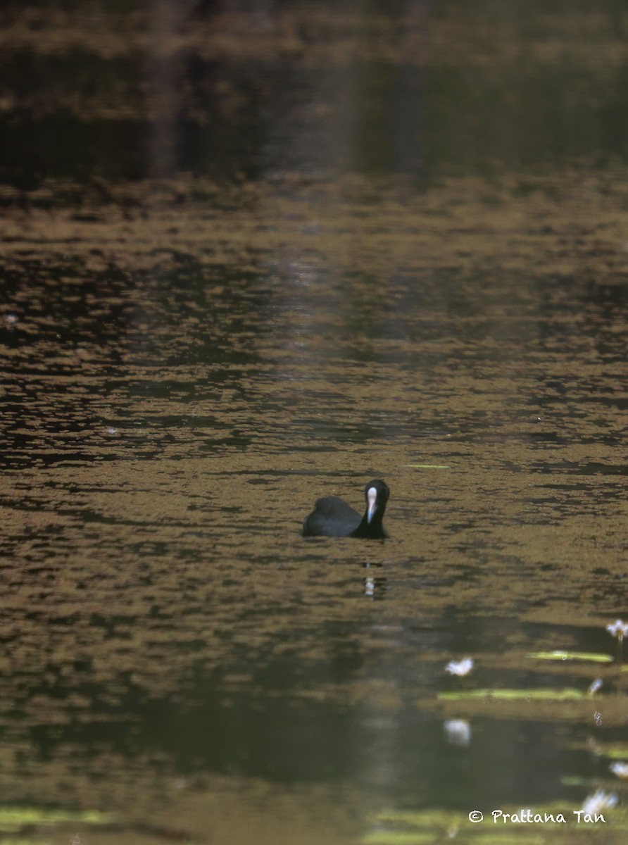 Eurasian Coot - ML614922438