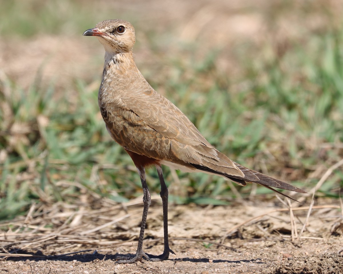 Australian Pratincole - ML614922449