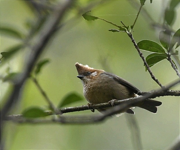 White-naped Yuhina - Lakpa Tenzing Sherpa