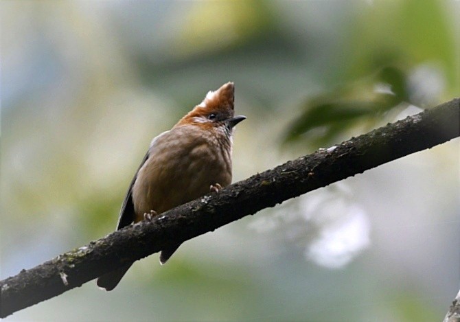 White-naped Yuhina - Lakpa Tenzing Sherpa