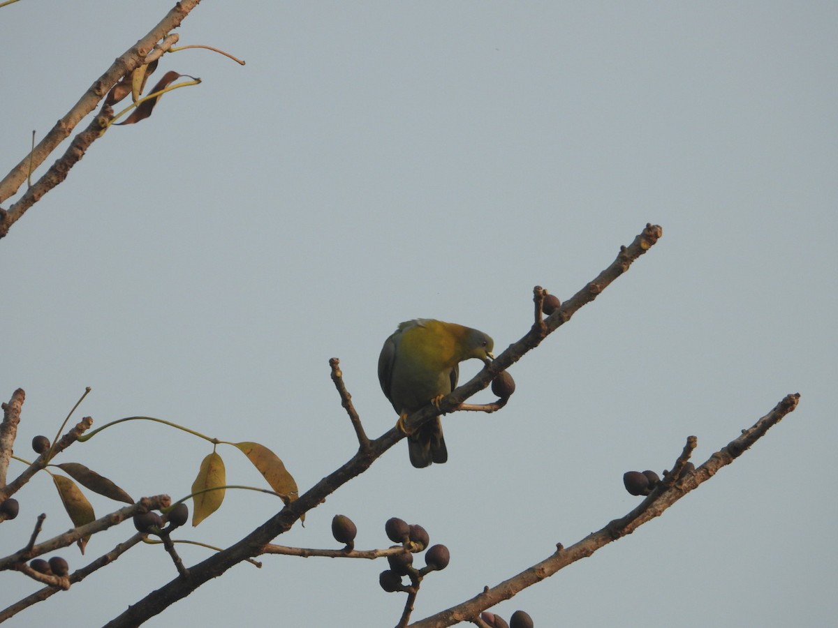 Yellow-footed Green-Pigeon - ML614922507