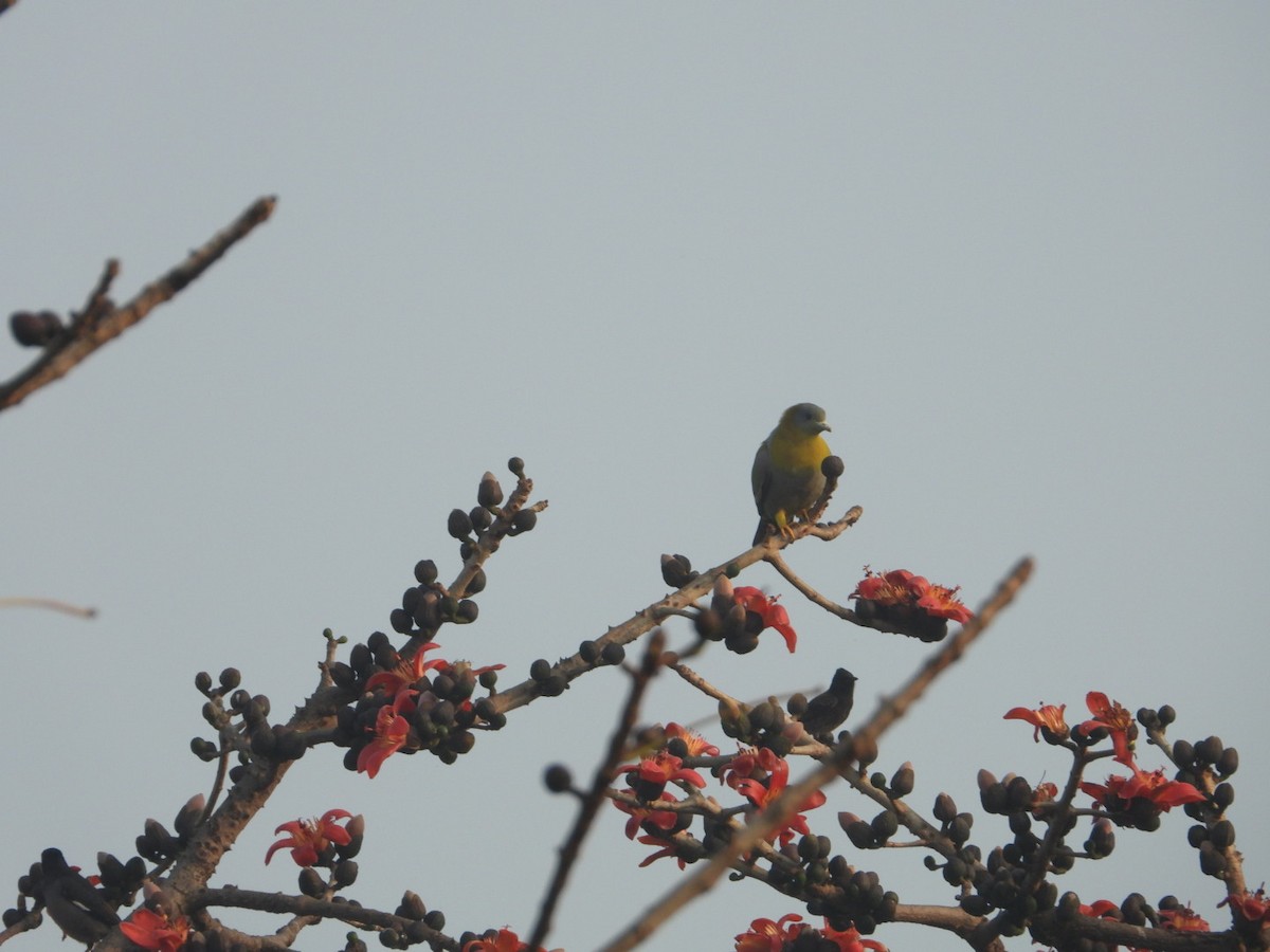 Yellow-footed Green-Pigeon - ML614922508