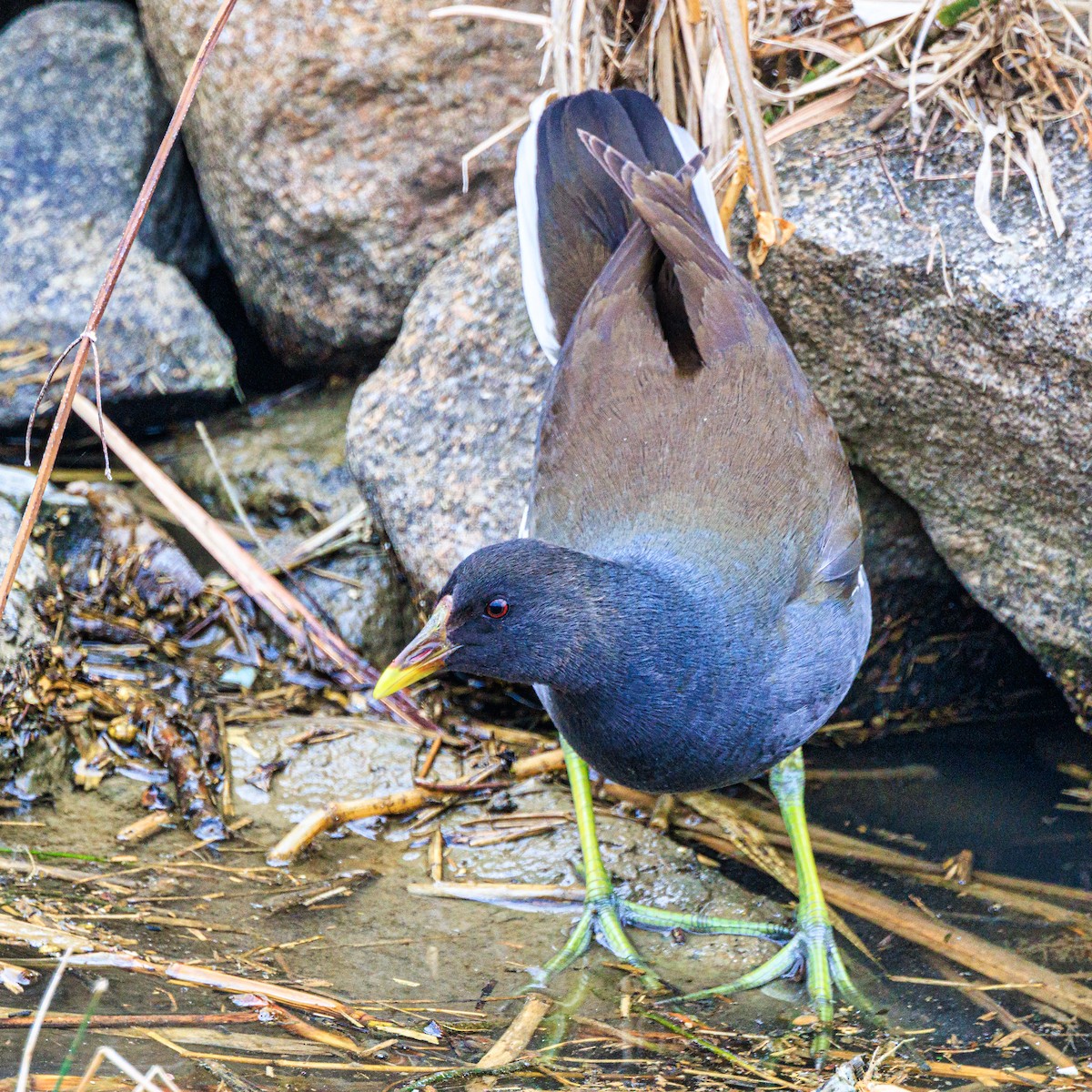 Eurasian Moorhen - Masaharu Inada