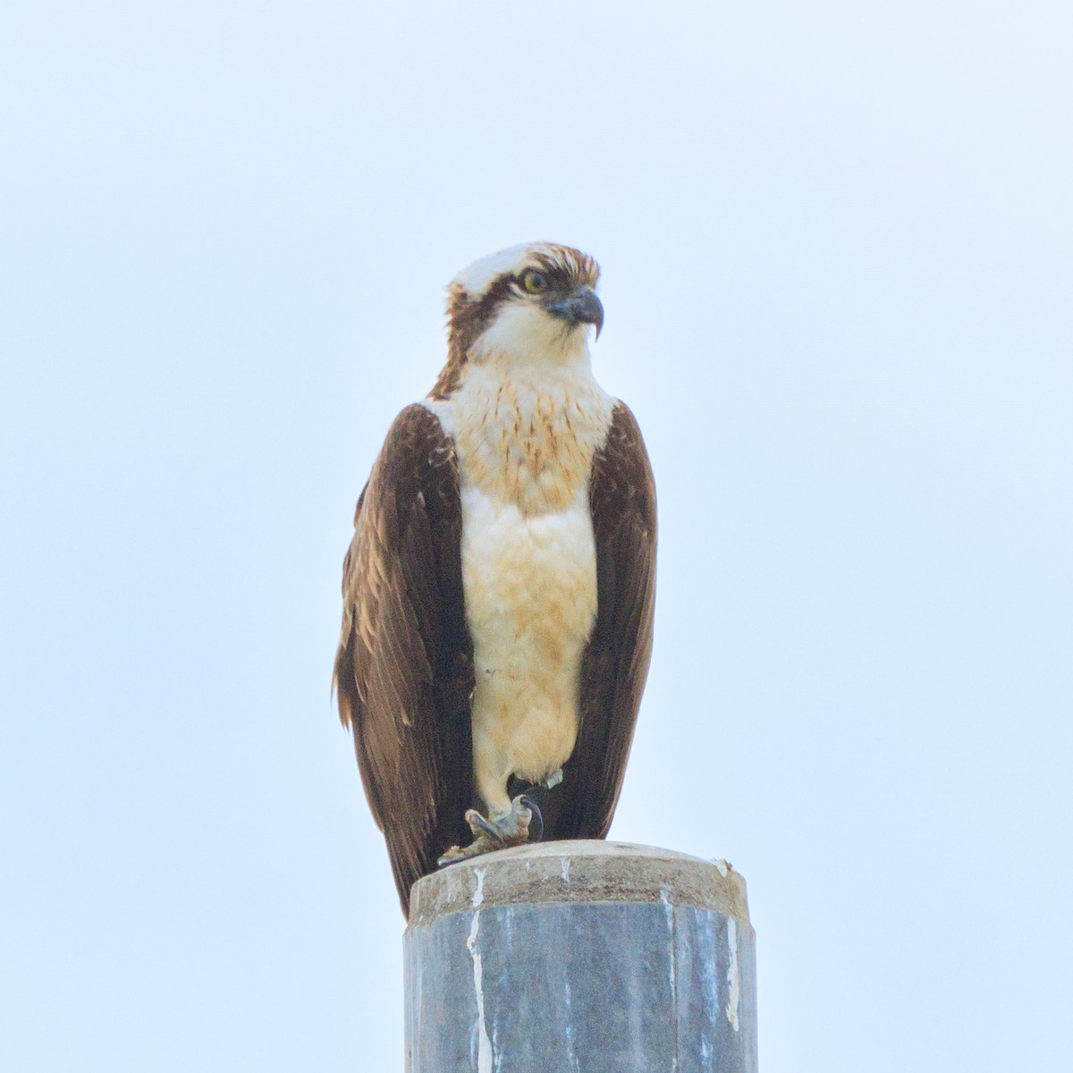 Águila Pescadora - ML614922551