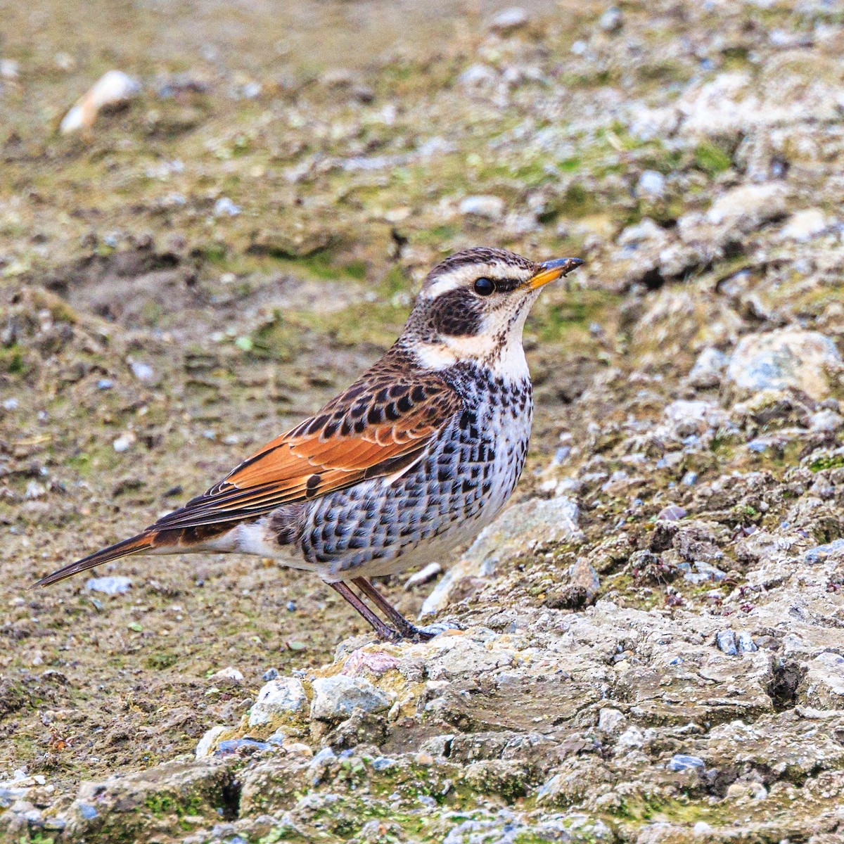 Dusky Thrush - Masaharu Inada