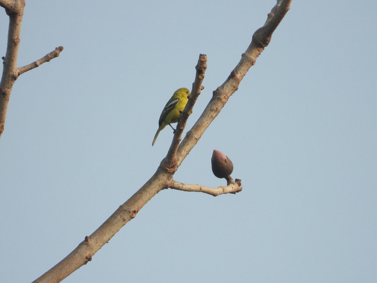 Common Iora - ML614922609