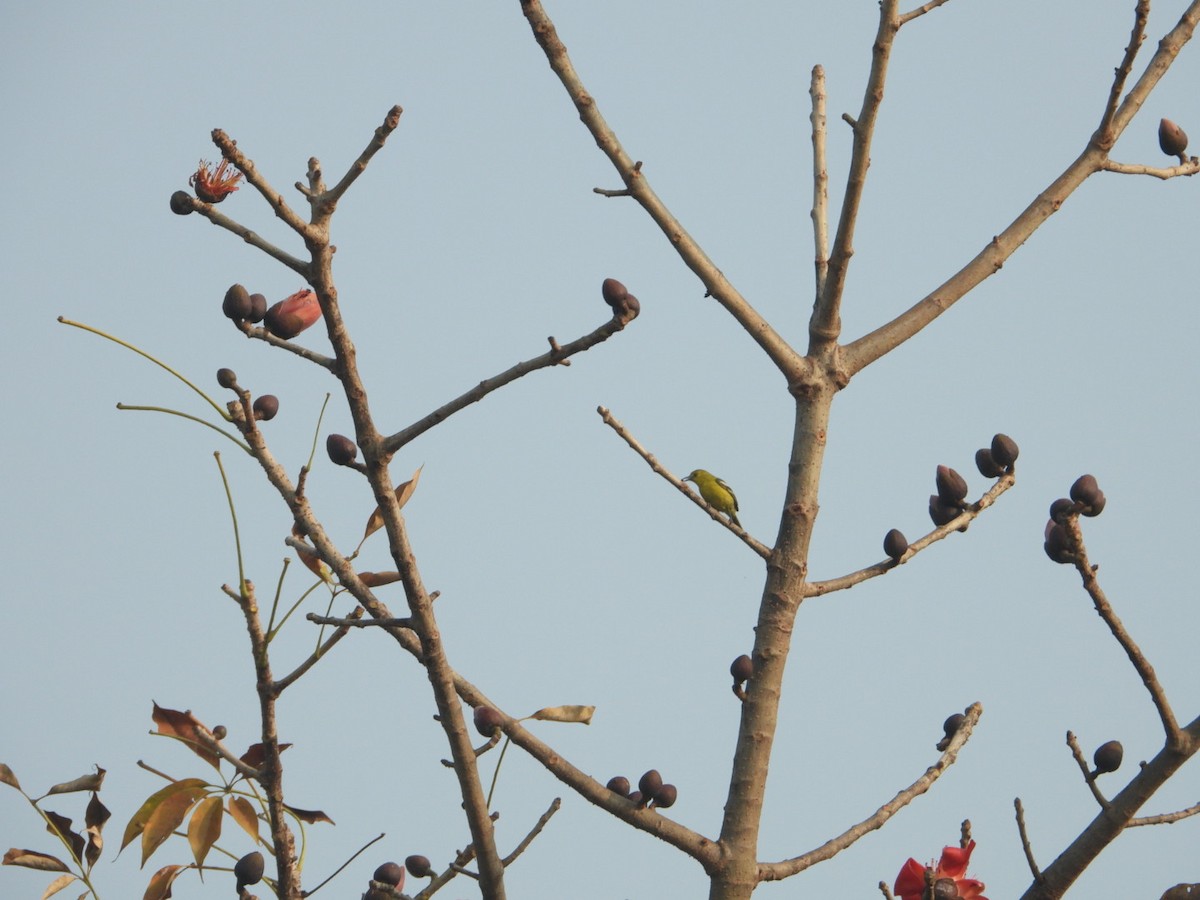 Common Iora - ML614922610