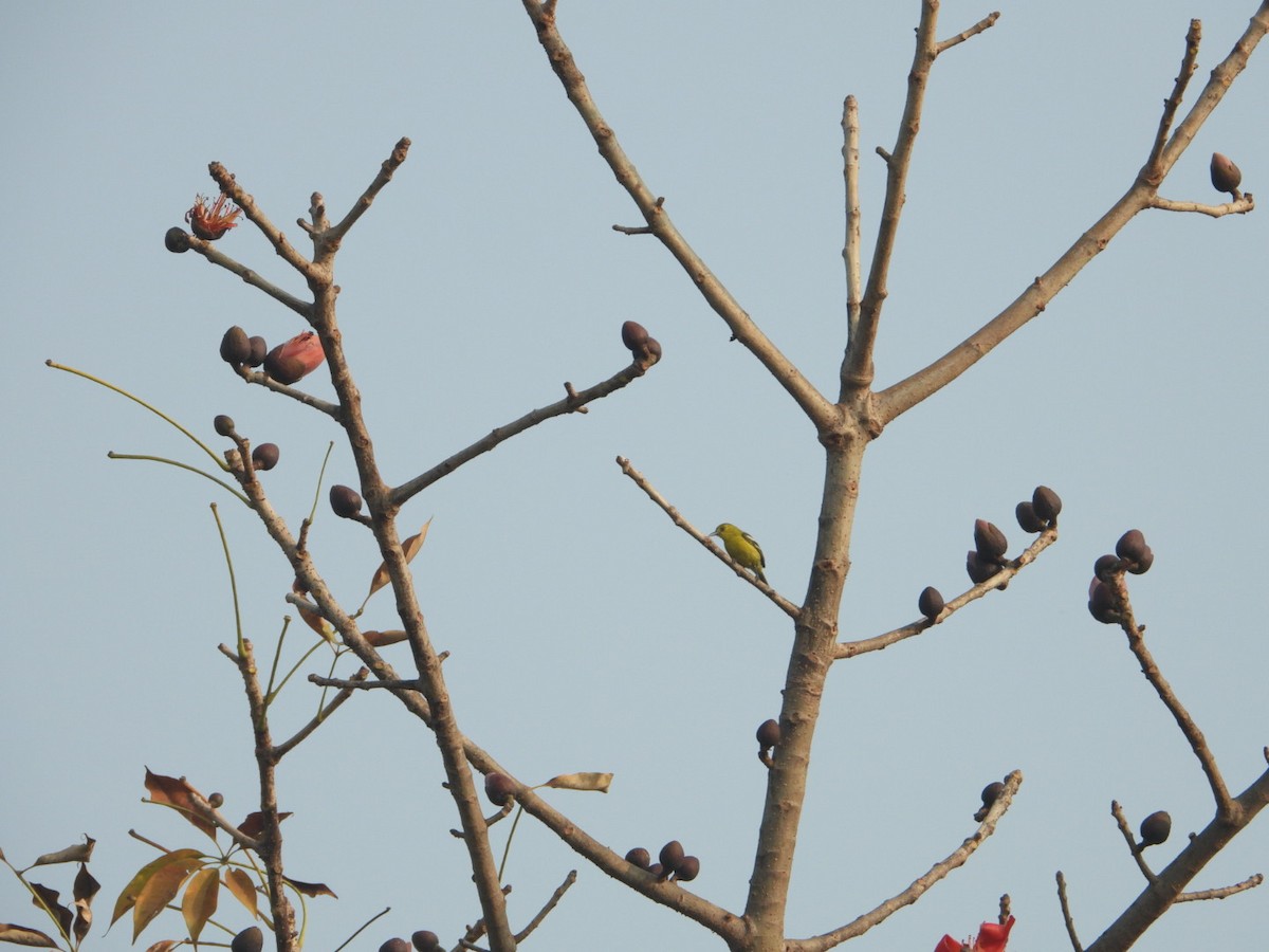 Common Iora - ML614922611