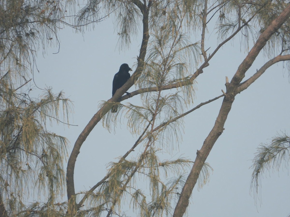 Large-billed Crow (Indian Jungle) - ML614922627