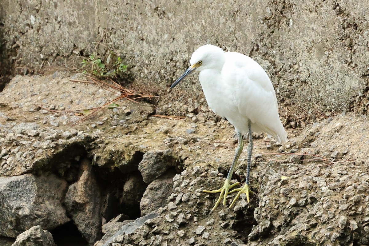 Snowy Egret - Daniel Engelbrecht - Birding Ecotours