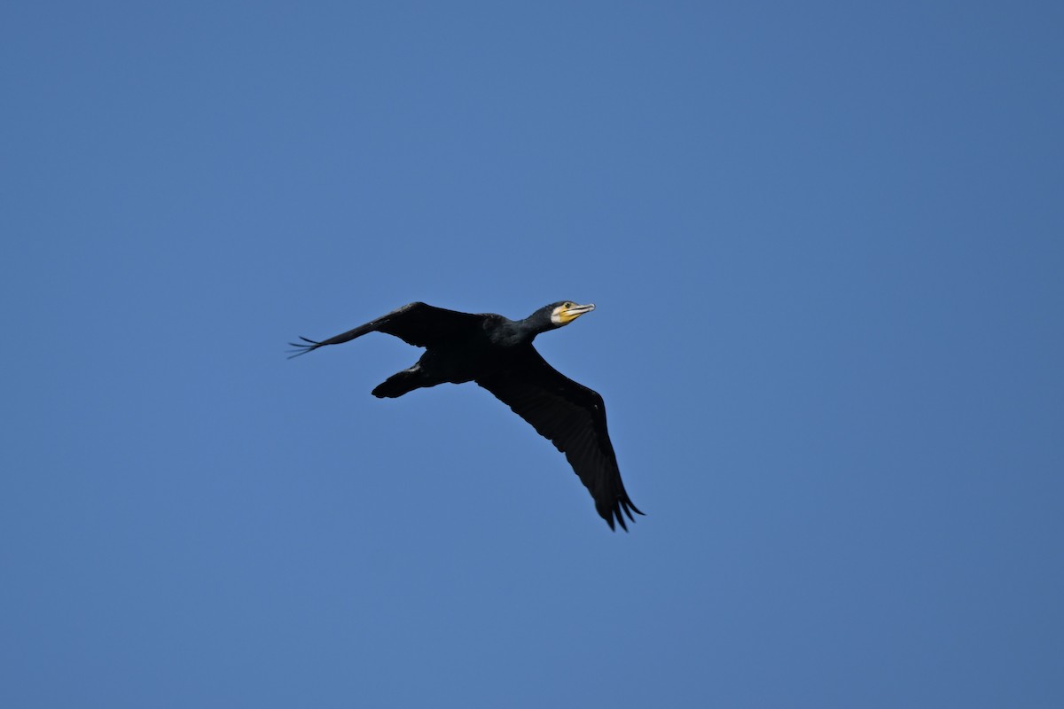 Great Cormorant - Jack X