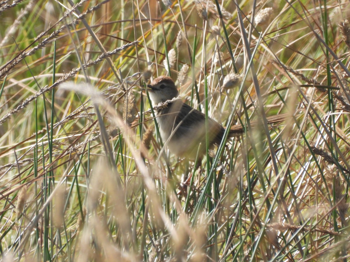 Tawny Grassbird - ML614922791