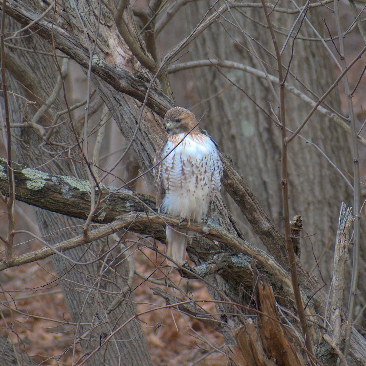 Red-tailed Hawk - ML614922807